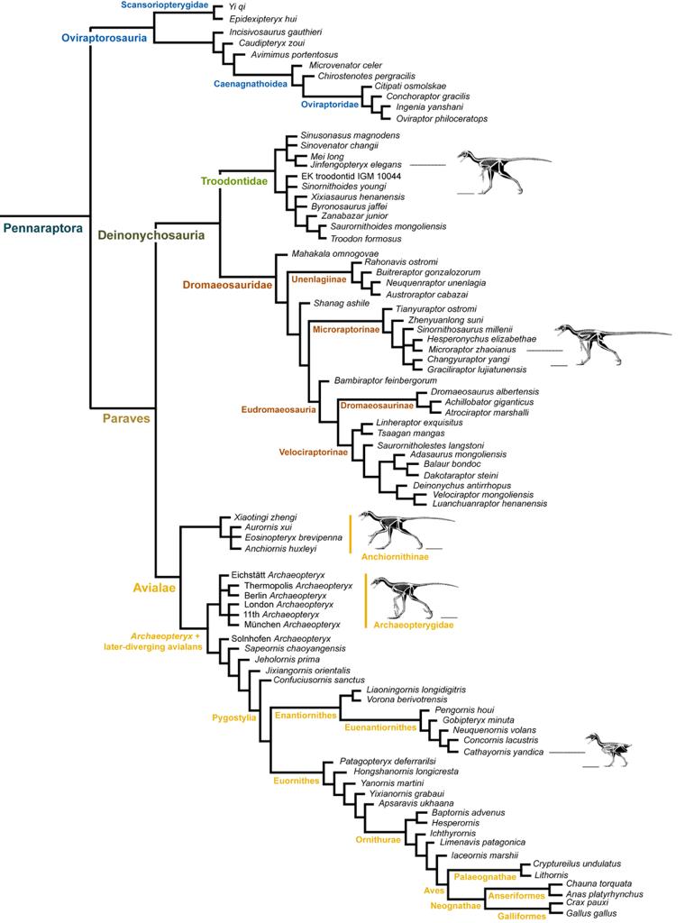 Evolutionary tree of pennaraptoran theropods